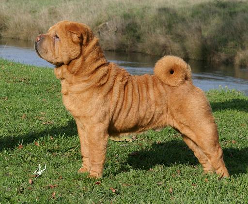 Shar Pei 9Y202D-015.JPG
